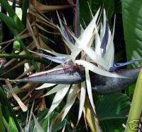 GIANT WHITE Bird of PARADISE Tropical LIVE Plant 1 gal  