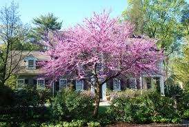FOREST PANSY (Cercis Canadensis)EAST RED BUD X 20 Seed  