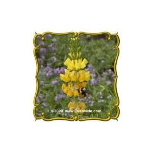   Lb   Yellow Lupine   Bulk Wildflower Seeds: Patio, Lawn & Garden