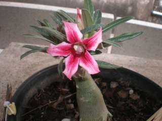 Adenium Obesum Desert Rose Moung_red1 Grafted Plant  