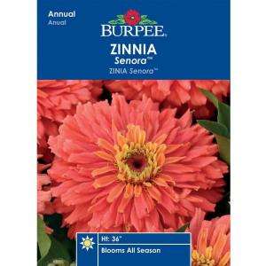 Burpee Zinnia Senora Seed 39658  