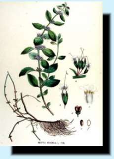 Ackerminze   Mentha arvensis   mehrjährig   50 Samen  
