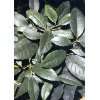 Tropica   Kräuter   Currybaum (Murraya koenigii)   15 Samen  