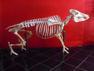 Skull, Skeleton, Wild Boar complete skeleton   Sumatra  