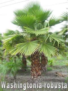 Washingtonia robusta * Priesterpalme * 30 Samen  