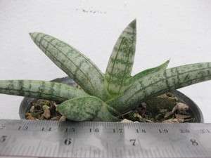 Sansevieria Boncellensis Dwarf Form Plant in 3.5pot  