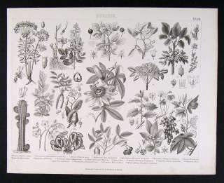 1874 Botanical Print Cactus Cashew Passion Flower Grape  