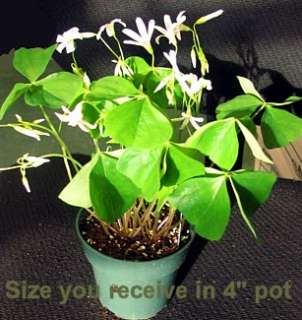 Green Shamrock Plant   White Flowers   Oxalis   4 Pot  