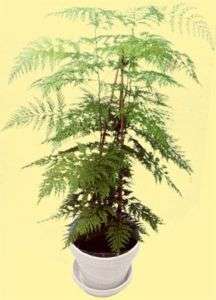 EXCELLENT HOUSE PLANT Silk Oak Tree SEEDS Annual  