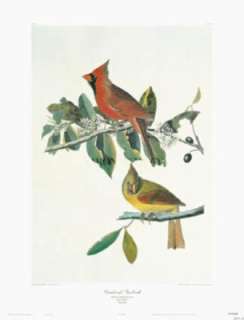 Cardinal Grosbeak by John James Audubon RED BIRDS  