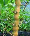 live buddha belly bambusa ventricosa kimmei bamboo potted plant great