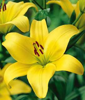 Gironde Asiatic Lily   2 Bulbs   Bright Yellow  