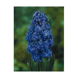   Double Isabelle Hyacinth 3 Bulbs   FRAGRANT/FULL: Patio, Lawn & Garden