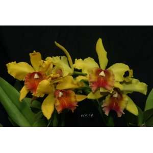   Rey AM/AOS Cattleya Orchid Plant  Grocery & Gourmet Food