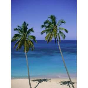 Palm Trees on Deserted Beach, Antigua, Caribbean, West Indies, Central 