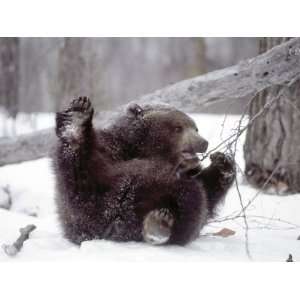  Juvenile Grizzly Plays with Tree Branch in Winter, Alaska 