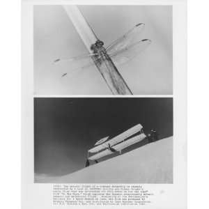 ON THE WING DRAGONFLY ORVILLE AND WILBUR WRIGHTS EARLY AIRCRAFT 8X10 