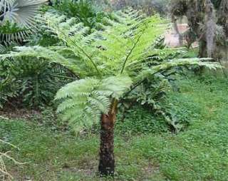 Hardy Lacy Tree Fern (Cyathea cooperi) 2000 Spore  