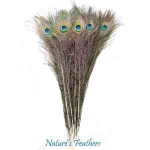   Real, Natural Peacock Feathers 25   30 Inches Arts, Crafts & Sewing