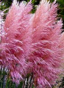 Pink Pampas Ornamental Grass   C. selloana rosea  plant  