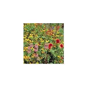    Southeastern Wildflower Mix 1,000+ Seeds Patio, Lawn & Garden