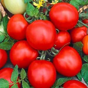  Heirloom Rutgers Tomato Seeds Patio, Lawn & Garden