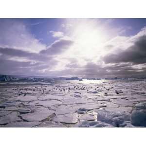 Pack Ice with Dominican Gulls, Antarctica, Polar Regions Premium 