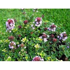  Mosquito Repelling Creeping Thyme Plant   FANTASTIC   3 