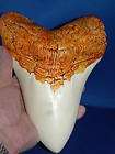 MEGALODON FOSSIL SHARK TOOTH 2 inch  