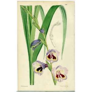   1866 Curtis Botanical Print   Gladiolus Papilio 