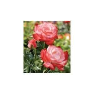  Sheer Magic Rose Seeds Packet: Patio, Lawn & Garden