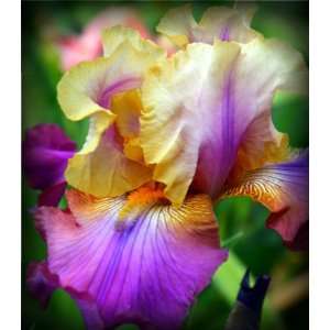  Trillion Tall Bearded Iris Rhizome Iridaceae 1 Bulb 