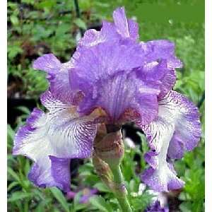 Earl of Essex Tall Bearded German Iris   Potted Patio 