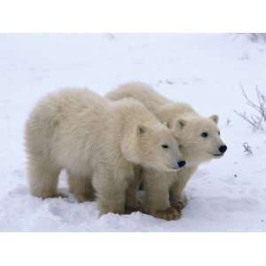  Bear Cubs Walking Across a Snowfield National Geographic Collection 